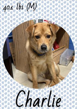 Charlie, Chow Chow, adult, available for adoption