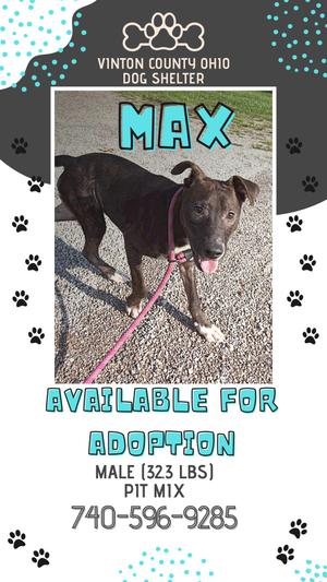 A black dog named Max is standing on a gravel surface, wearing a pink leash. The text on the image reads "Vinton County Ohio Dog Shelter" and "Max, Available for Adoption, Male (323 lbs), Pit Mix, 740-596-9285".