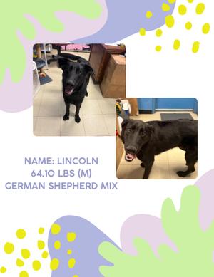 A black dog named Lincoln, a German Shepherd mix, is shown in two photos. In the first photo, he is standing on a tiled floor with his mouth open, showing his teeth. In the second photo, he is in a different setting, also with his mouth open. The text below the photos indicates his name, weight (64.10 lbs), and gender (M). The background is colorful with abstract shapes and patterns.