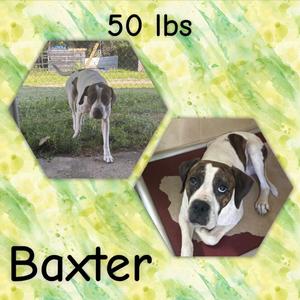 Baxter, Boxer, adult, available for adoption