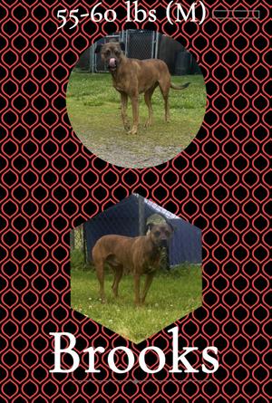 Brooks, Boxer, adult, available for adoption