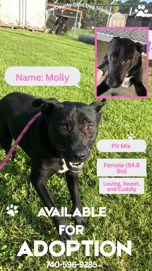 Molly, Pit Bull Terrier, adult, available for adoption