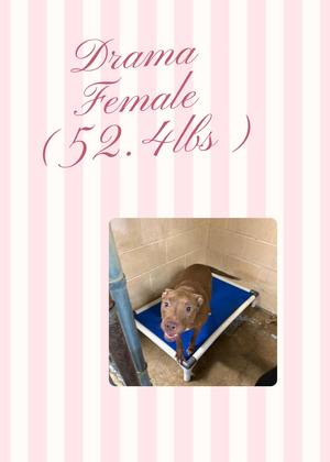 A brown dog sitting on a blue mat in a kennel with a pink striped background and text that reads "Drama Female (52.4lbs)".