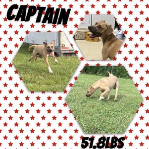 Captain, Black Mouth Cur, adult, available for adoption