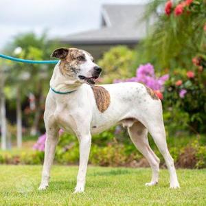 Bucky, Rhodesian Ridgeback / Mixed Breed, senior, available for adoption