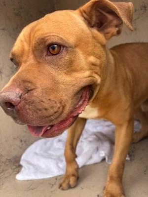 Buster, Pit Bull Terrier / Mixed Breed, adult, available for adoption