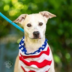 Cleo, Mixed Breed, adult, available for adoption