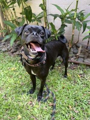 Chopper, Miniature Pinscher / Pug, adult, available for adoption