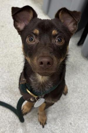 Chocolate, Chihuahua / Mixed Breed, adult, available for adoption