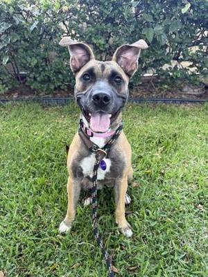 Carla, Pit Bull Terrier / Mixed Breed, young, available for adoption
