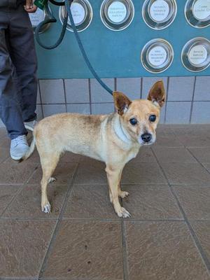 A tan mixed-breed dog on a leash standing on a tiled floor with a person partially visible in the background.
