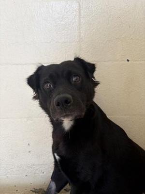 Chloe, Mixed Breed, adult, available for adoption