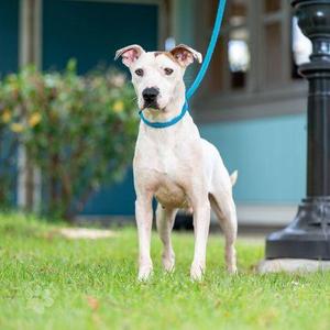 Alto, Hound / Mixed Breed, adult, available for adoption