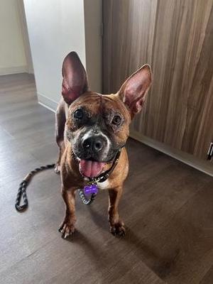 Batman, Mixed Breed, adult, available for adoption