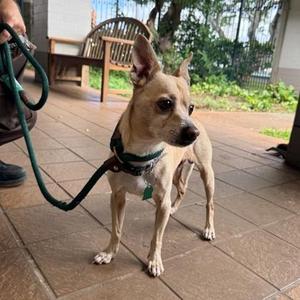 Chico, Chihuahua / Mixed Breed, senior, available for adoption