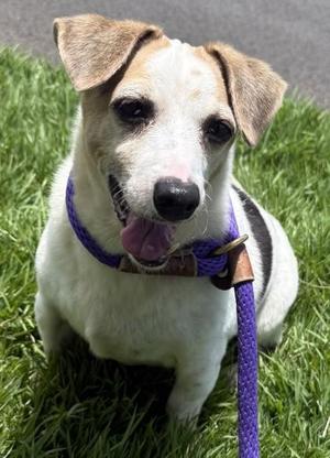 Beagle, Parson Russell Terrier / Mixed Breed, adult, available for adoption