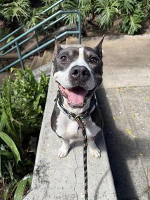 Bubba, Pit Bull Terrier / Mixed Breed, adult, available for adoption