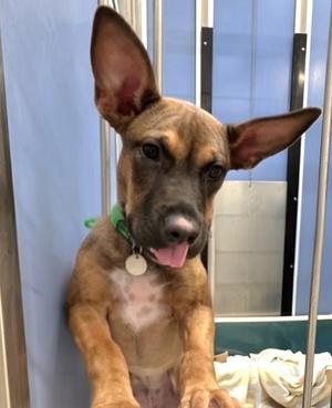 Bailey, Shepherd / Pit Bull Terrier, puppy, available for adoption