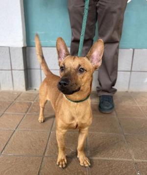 A brown dog standing on a tiled floor, wearing a green collar and leash, with a person's legs visible in the background.
