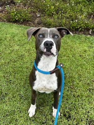 Casanova, Pit Bull Terrier / Mixed Breed, young, available for adoption