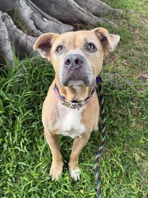 Acorn, Pit Bull Terrier / Mixed Breed, adult, available for adoption