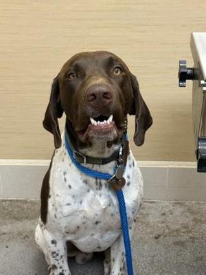Copper, German Shorthaired Pointer, adult, available for adoption