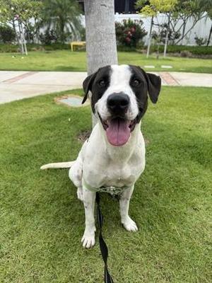 Champion, Hound / Mixed Breed, adult, available for adoption