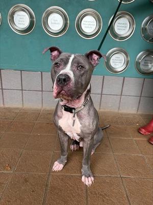 A gray and white pit bull dog sitting on a tiled floor, wearing a collar and leash, with a green wall and metal bowls in the background.