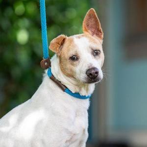 Amelia, Terrier / Mixed Breed, senior, available for adoption