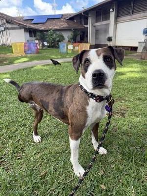Berta, Pit Bull Terrier / Mixed Breed, adult, available for adoption
