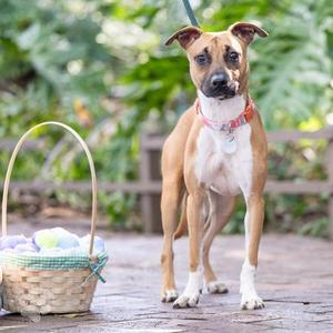 A tan dog with white markings and a red collar stands on a wooden deck next to a basket of pastel-colored items.