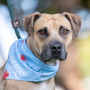 Angel, Mixed Breed, adult, available for adoption