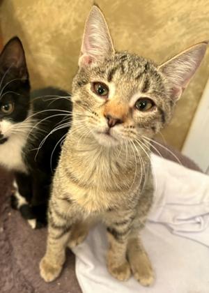 Lucky, kitten, available for adoption