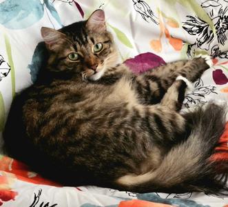 Barilla, adult, available for adoption
