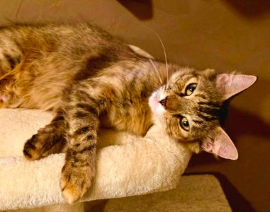 Safara, available for adoption