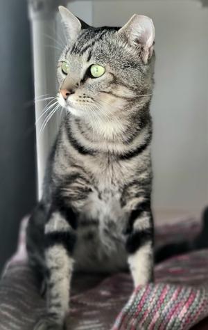 A gray tabby cat with green eyes sitting on a patterned blanket.