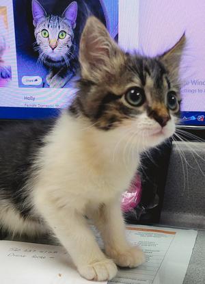 Prim, kitten, available for adoption