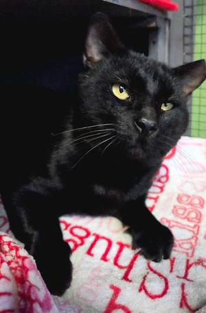 A black cat with yellow eyes lying on a red and white blanket.
