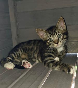 A tabby kitten with green eyes lying on a wooden surface.