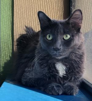Wolf, adult, available for adoption