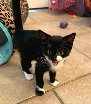 Panda, kitten, available for adoption