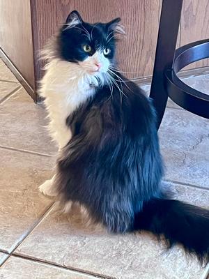 Lainey, adult, available for adoption