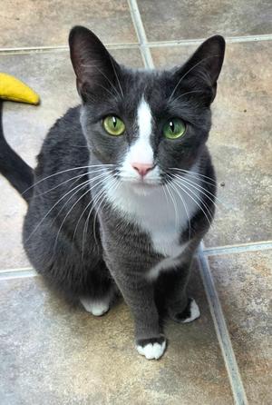 Gia, adult, available for adoption