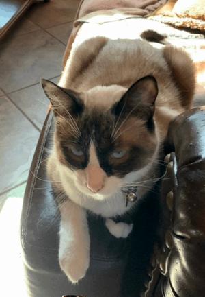 Keo, adult, available for adoption