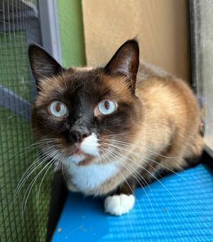 Lacy, adult, available for adoption