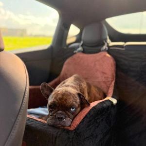 Itsi-Bitsi-Bindi, French Bulldog, young, available for adoption