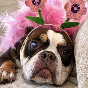 Elora-Boo, English Bulldog, young, available for adoption