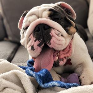 Mr. Hippo the Haunter, English Bulldog, young, available for adoption