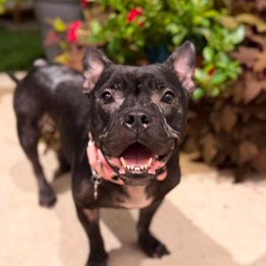 Lore Blackpaw, American Bulldog / French Bulldog, young, available for adoption