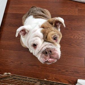 Summer, English Bulldog, young, available for adoption